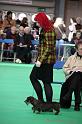 Crufts2011_2 845